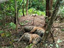 Induk dan 2 Anak Harimau di Aceh Mati Secara Tragis