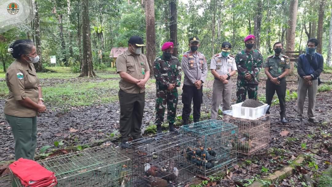 Satwa liar yang akan dilepasliarkan di TWA Sorong. (FB KLHK)
