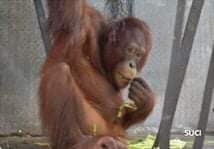 Orangutan hasil rehabilitasi yang dilepasliarkan. Dok; FB KLHK