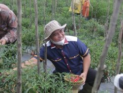 Panen Cabai Bersama Petani, Wali Kota Ingin Jadikan Pangkalpinang Tonggak Agro-Swasembada