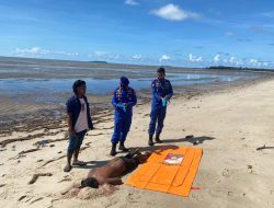 Polisi Temukan Pria Bertato Tewas di Pantai Mudong Belitung Timur, Diduga Tenggelam