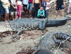 Dua Buaya Jumbo di Sungai Bangka Kota Mati Dipancing Warga, Sebelumnya Ada yang Diterkam