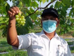 Fantastis! Lahan Bekas Tambang PT Timah Tbk Disulap Jadi Perkebunan Anggur di Belitung Timur