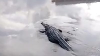 20220514 Buaya Penunggu Kolong Kepoh Pangkalpinang