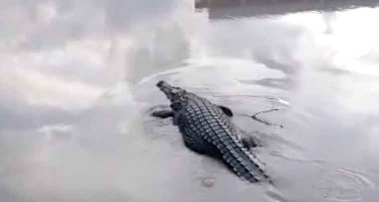 20220514 Buaya Penunggu Kolong Kepoh Pangkalpinang