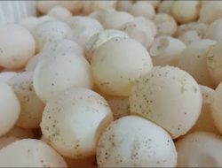 20220609 Telur Penyu