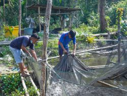 Menggiurkan, Budidaya Ikan Lele Mampu Raih Omzet Belasan Juta per Bulan