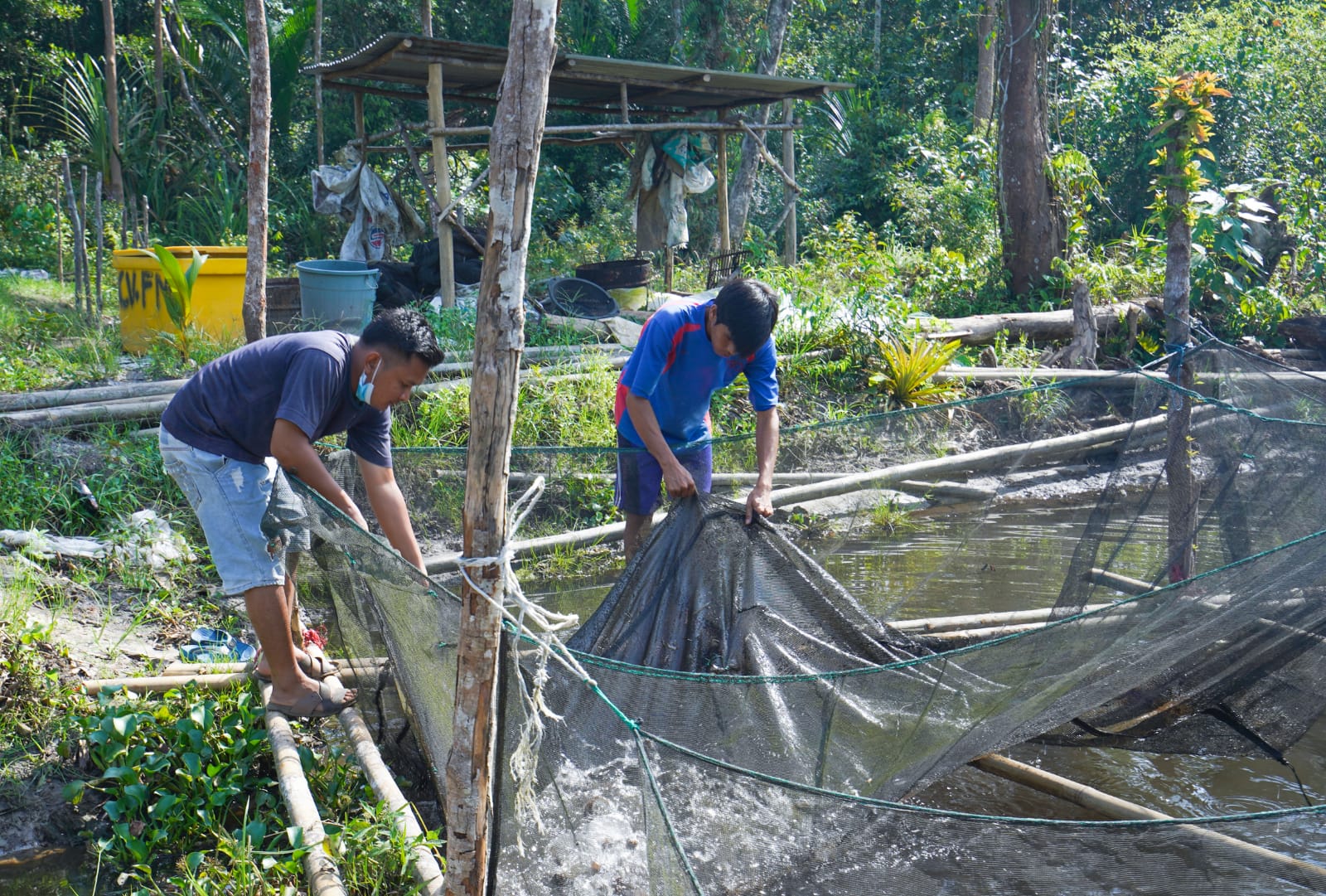 20220603_Budidaya ikan lele milik Sutarto (29), salah satu mitra binaan PT Timah Tbk. (ist)