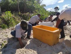 Kawasan Bangka Island Outdoor (BIO) Jadi Lokasi Penetasan Ribuan Telur Penyu