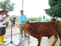 Molen; ”Kita Distribusikan Kurban dari Pintu ke Pintu”, Pemkot Pangkalpinang Suka Cita Merayakan Idul Adha 1443 H