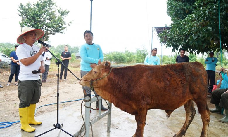 Pemkot Pangkalpinang Suka Cita Merayakan Idul Adha 1443 H,