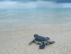 Ratusan Tukik Kini Berenang Bebas di Pulau Ketawai, Tukik Hasil Penetasan di Kawasan BIO PT Timah Tbk Dilepasliarkan