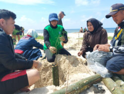 Restorasi dan Monitoring Pulau Penanas, PT Timah dan DLH Belitung Timur Tanam Ratusan Cemara Laut dan Bambu