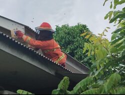 Tawon Vespa Teror Warga, Petugas Damkar Pangkalpinang Evakuasi Sarang Berukuran Satu Meter