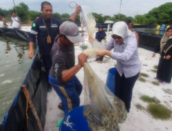 Koperasi Produsen Samudera Bakit Budidayakan Udang Vaname dari Bantuan CSR PT Timah Tbk