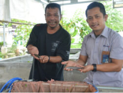 Tak Lelah Lestarikan Ikan Endemik Bangka Belitung, The Tanggokers Dapat Dukungan PT Timah Tbk