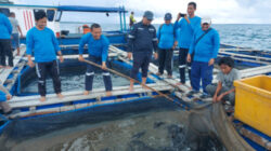 Pilot Project Konsep KJA di Pulau Sukun Belitung Timur, PT Timah Tbk Budidayakan Ikan dan Udang Vaname
