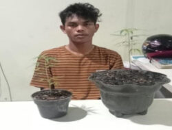 Pemuda 21 Tahun di Pangkalpinang Tanam Ganja di Pot, Polisi Temukan 4 Paket Dibungkus Koran