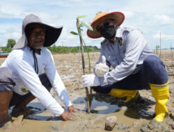 Menuju Net Zero Emission 2060, PT Timah Tbk Galakkan Penanaman Mangrove