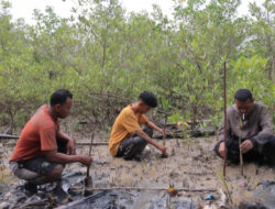 7.500 Bibit Mangrove Bakal Hijaukan Desa Gemuruh Karimun, Tahun Ini PT Timah Tbk Fokus Karimun dan Kundur