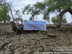 PT Timah Tbk Lestarikan Ekosistem Kawasan Pesisir dengan Restocking Kepiting Bakau
