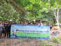 Setiap Tahun PT Timah Tbk Distribusikan Hewan Kurban ke Masyarakat di Momen Idul Adha