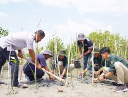 PT Timah Tbk Tanam 5000 Mangrove di Pantai Menuang saat Peringati Hari Mangrove Sedunia