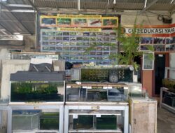 PT Timah Tbk Kembali Kucurkan Bantuan, Dukung Yayasan Ikan Endemik Bangka Belitung The Tanggokers Edukasi dan Konservasi Ikan Endemik