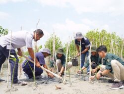 Upaya PT Timah Tbk Menjaga Ekosistem Pesisir dan Mengurangi Dampak Perubahan Iklim dengan Menanam Mangrove