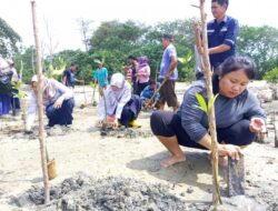 Kolaborasi Dengan Warga, PT Timah Tbk Kembali Tanam Mangrove di Pesisir Pantai Belo Laut
