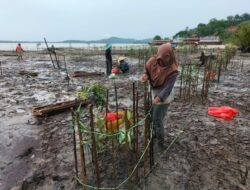 Begini Penyulaman Lebih dari 2.000 Bibit Mangrove oleh PT Timah Tbk di Kundur, Dibuat di Tiga Titik Lokasi