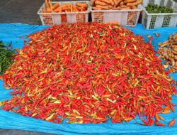 Harga Cabai di Pasar Mentok, Tembus Rp150 Ribu per Kilogram