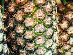 Tanam Nanas di Lahan Bekas Tambang Timah, Tanah Jadi Lebih Subur setelah Diberi Pupuk Cair