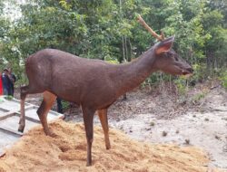 Jaga Populasi Rusa Sambar, PT Timah Tbk Kembali Datangkan Sepuluh Indukan Rusa ke Penangkaran Batu Besi Belitung Timur 