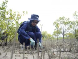 Menjaga Ekosistem Pesisir dan Wujudkan Net Zero Emission, PT Timah Tbk Konsisten Tanam Mangrove di Wilayah Operasional 