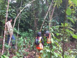 Lewat Program Hutan Kehati, PT Timah Tbk Melestarikan Flora dan Fauna Endemik di Mentok dan Kundur 