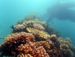 Cantiknya Coral Garden di Pulau Putri, Kolaborasi PT Timah Tbk dengan Nelayan untuk Mendukung Wisata Bawah Laut 
