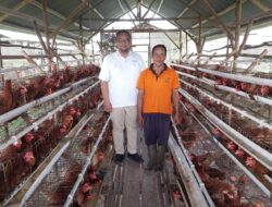 Program PUMK PT Timah Tbk, Dorong Niko Kembangkan Usaha Ayam Petelur