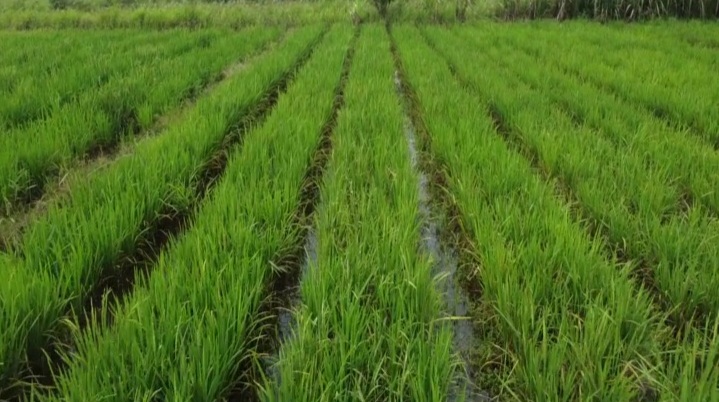 Sawah di Desa Tebing, Kecamatan Kelapa, Bangka Barat. (Ist)