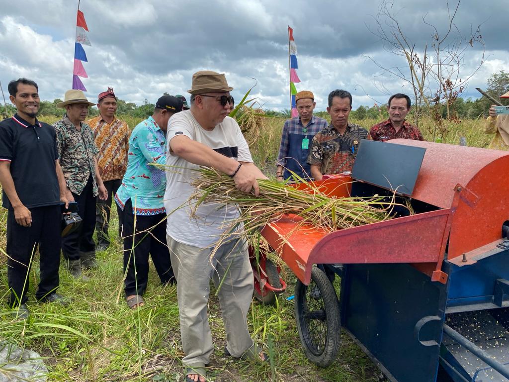 Caption: Bupati Bangka Barat Sukirman sedang memanen padi di Desa Pelangas, Kecamatan Simpang Teritip, Kabupaten Bangka Barat, Kamis (25/1/2024) siang. (Dok/Diskominfo Babar)