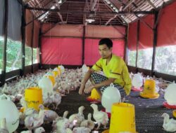 Usaha Ternak Ayam Milik Naderan Makin Melejit setelah Peroleh Bantuan dari PT Timah Tbk