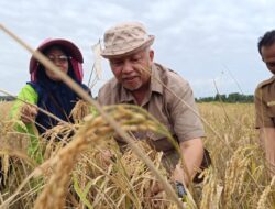 Bupati Babar Panen 54 Ton Padi di Bukit Terak, Sukirman Berharap Bisa Tingkat Ekonomi Masyarakat
