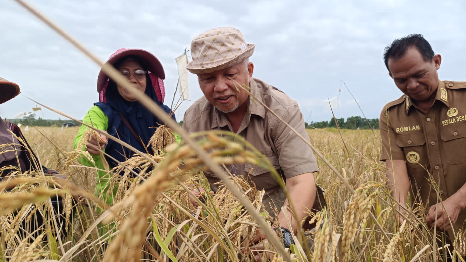 Bupati Bangka Barat Sukirman panen padi Desa Bukit Terak, Simpang Teritip pada Senin (5/2/2024) pagi. (DOK/Diskominfo Babar)