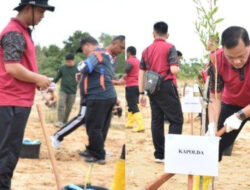 Lebih dari Seribu Bibit Tanaman Kayu Putih Ditanam di Lahan Eks Tambang Area Bandara, Libatkan PT Timah dan DLH Babel
