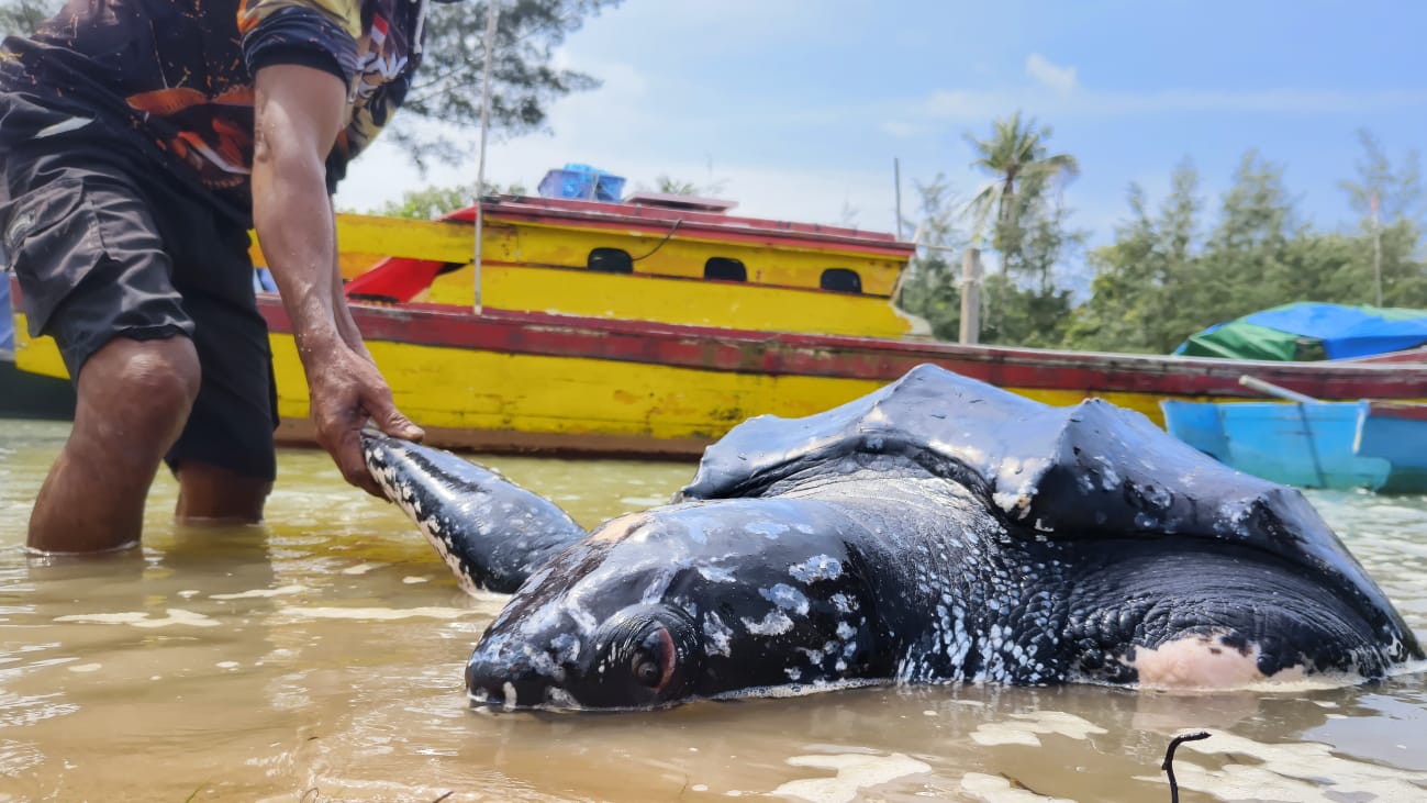 Foto : Penyu Belimbing berukuran besar terdampar di perairan Tanjung Ular, Desa Airputih, Mentok, pada Senin (11/3/2024) kemarin.