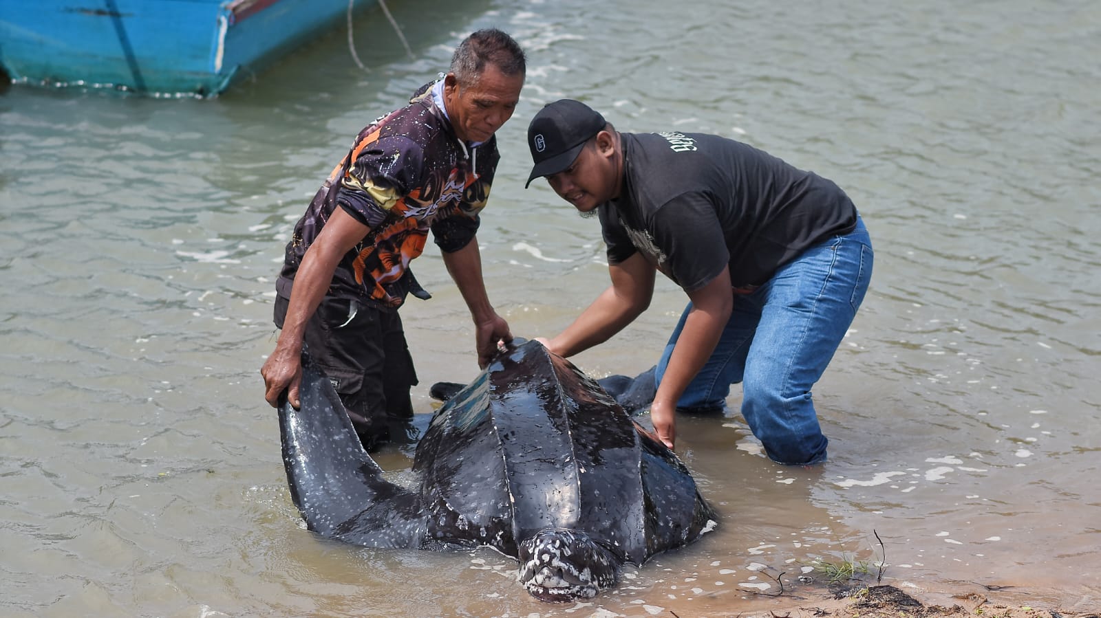 Foto : Albert dibantu warga saat berusaha menggeser penyu langka tersebut ke pinggir sungai.