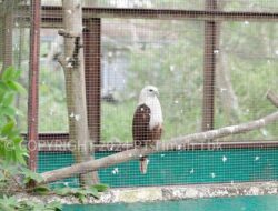 Puluhan Jenis Flora dan Fauna Tersebar di Hutan Kehati Muntok, PT Timah Konsisten Lakukan Pemeliharaan