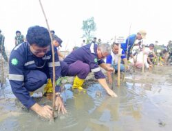 PT Timah Gandeng Kodim 0431 Bangka Barat Tanam Ratusan Mangrove di Pantai Teluk Rubiah Mentok