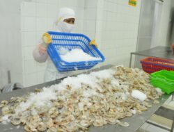 Kualitas Udang Indonesia Disebut Tak Kalah dengan Negara Lain, Tingkatkan Peluang Ekspor ke China, Jepang hingga Korsel