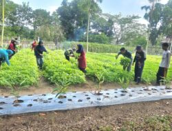 Keseruan Panen di Kebun PKK Cikar, TP PKK Babel Berbagi Sayur ke Panti Asuhan dan Lansia